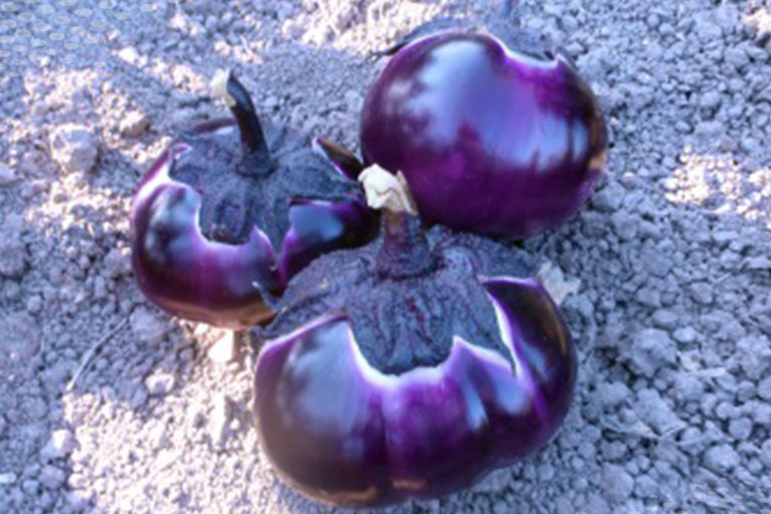 Round violet eggplant > Diletta | CapGen Seeds