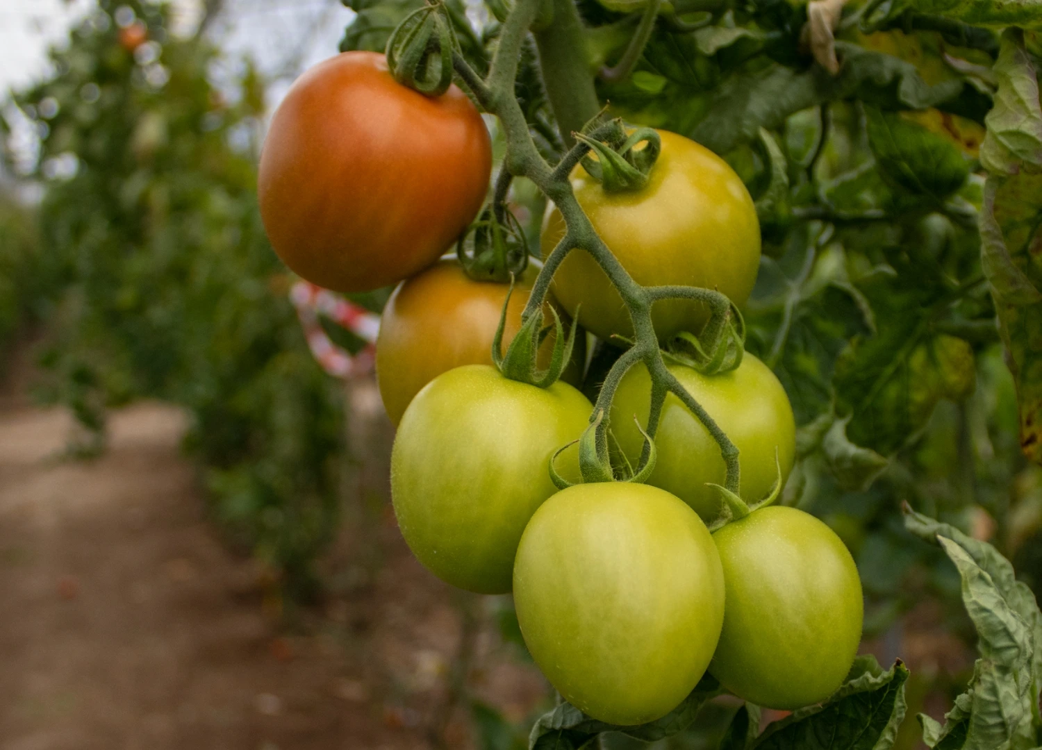 Oval tomato > Asterix | CapGen Seeds